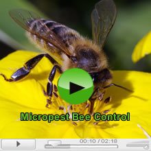 The Bees and Bee Pest Control in Sydney Video