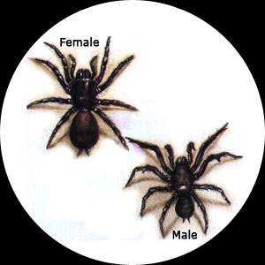 Male and female funnel web spider