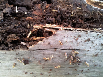 Nasutitermes Fumigatus Termites 