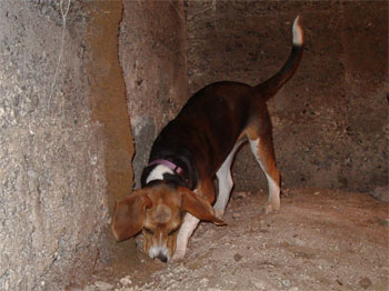 Rosey, a Beagle, is our termite inspection dog
