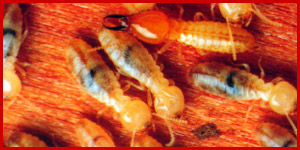 Coptotermes termites