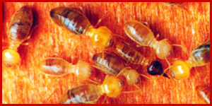 Nasutitermes termites