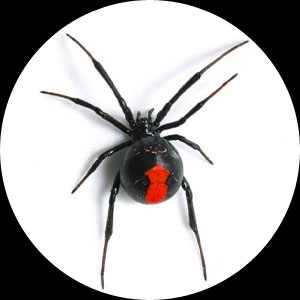Redback Spider | Facts | Pest Control Sydney